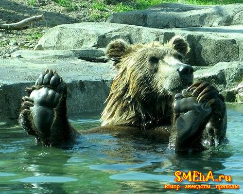 http://www.smeha.ru/uploads/posts/2009-03/1236351583_bear-feet.jpg