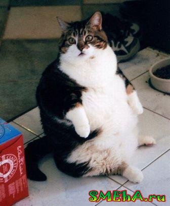 Сверх толстые коты